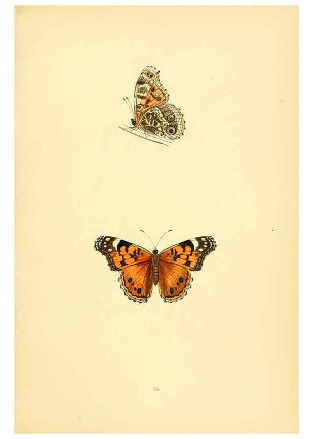 Reproducción/Reproduction 6073069757: A history of British butterflies London :John C. Nimmo,1890