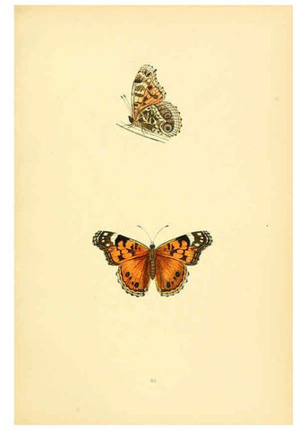Reproducción/Reproduction 6073069757: A history of British butterflies London :John C. Nimmo,1890