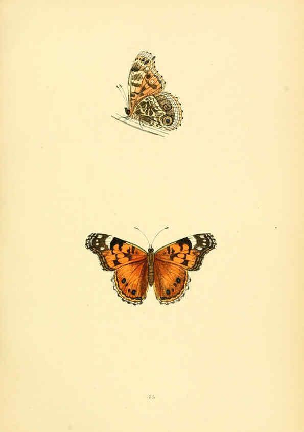 Reproducción/Reproduction 6073069757: A history of British butterflies London :John C. Nimmo,1890