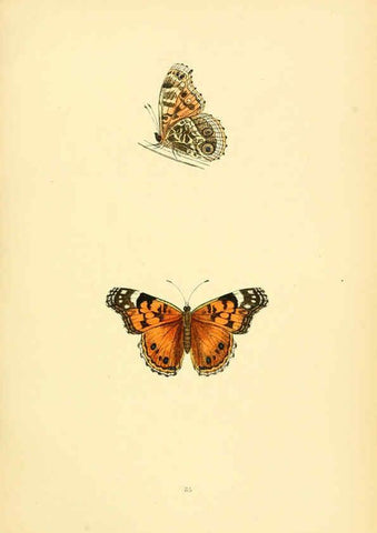 Reproducción/Reproduction 6073069757: A history of British butterflies London :John C. Nimmo,1890