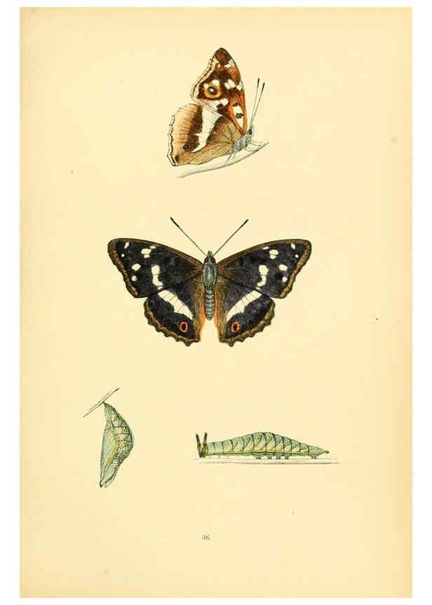 Reproducción/Reproduction 6073610610: A history of British butterflies London :John C. Nimmo,1890