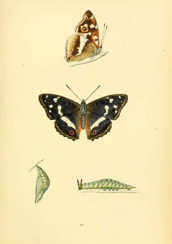 Reproducción/Reproduction 6073610610: A history of British butterflies London :John C. Nimmo,1890