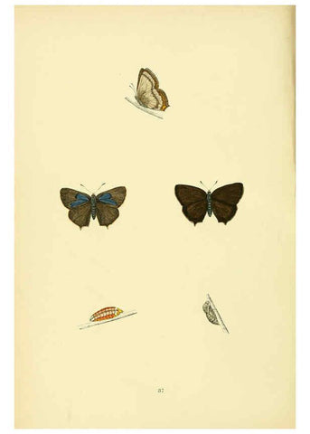 Reproducción/Reproduction 6073610816: A history of British butterflies London :John C. Nimmo,1890
