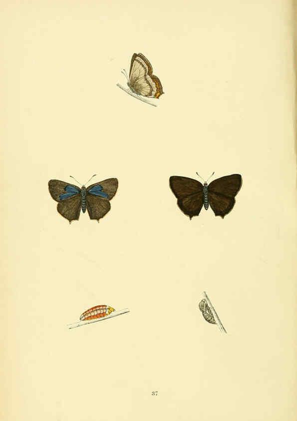 Reproducción/Reproduction 6073610816: A history of British butterflies London :John C. Nimmo,1890