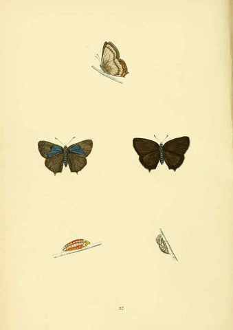Reproducción/Reproduction 6073610816: A history of British butterflies London :John C. Nimmo,1890