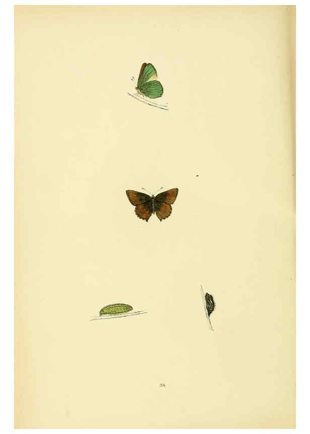 Reproducción/Reproduction 6073070527: A history of British butterflies London :John C. Nimmo,1890