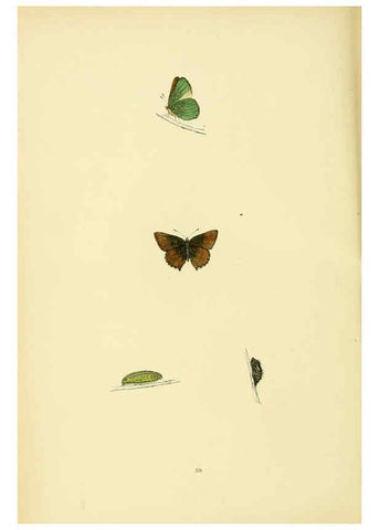Reproducción/Reproduction 6073070527: A history of British butterflies London :John C. Nimmo,1890