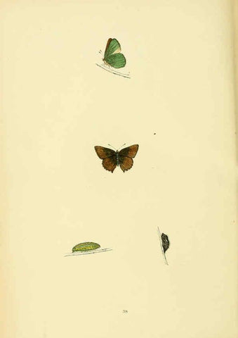 Reproducción/Reproduction 6073070527: A history of British butterflies London :John C. Nimmo,1890