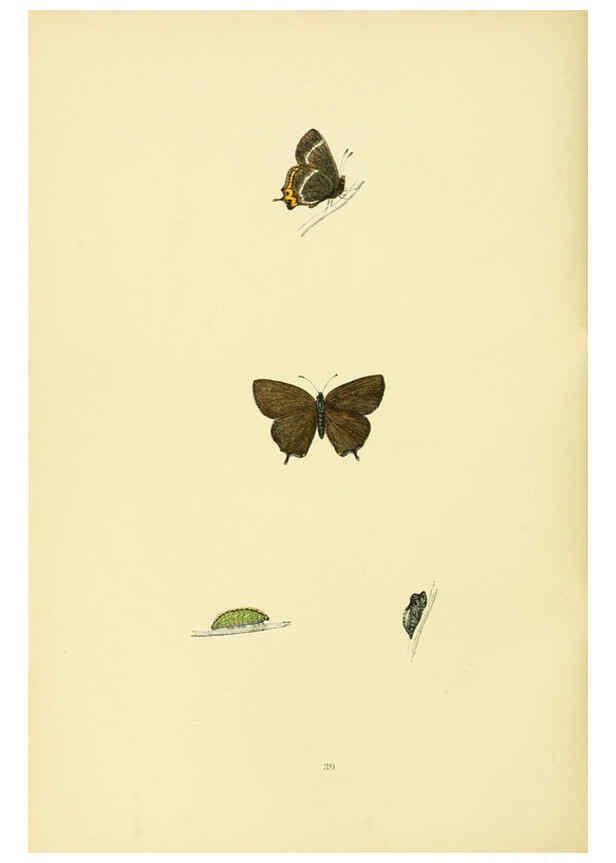 Reproducción/Reproduction 6073611330: A history of British butterflies London :John C. Nimmo,1890