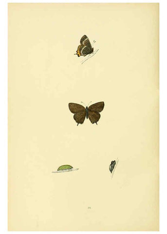 Reproducción/Reproduction 6073611330: A history of British butterflies London :John C. Nimmo,1890