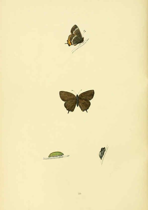 Reproducción/Reproduction 6073611330: A history of British butterflies London :John C. Nimmo,1890