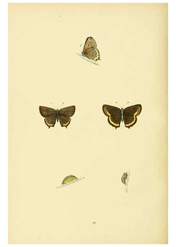 Reproducción/Reproduction 6073070995: A history of British butterflies London :John C. Nimmo,1890