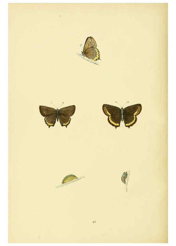 Reproducción/Reproduction 6073070995: A history of British butterflies London :John C. Nimmo,1890