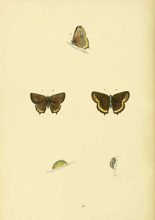 Reproducción/Reproduction 6073070995: A history of British butterflies London :John C. Nimmo,1890