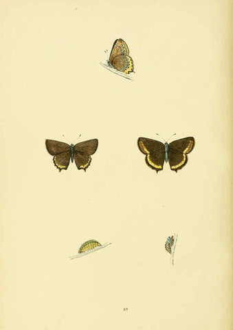 Reproducción/Reproduction 6073070995: A history of British butterflies London :John C. Nimmo,1890