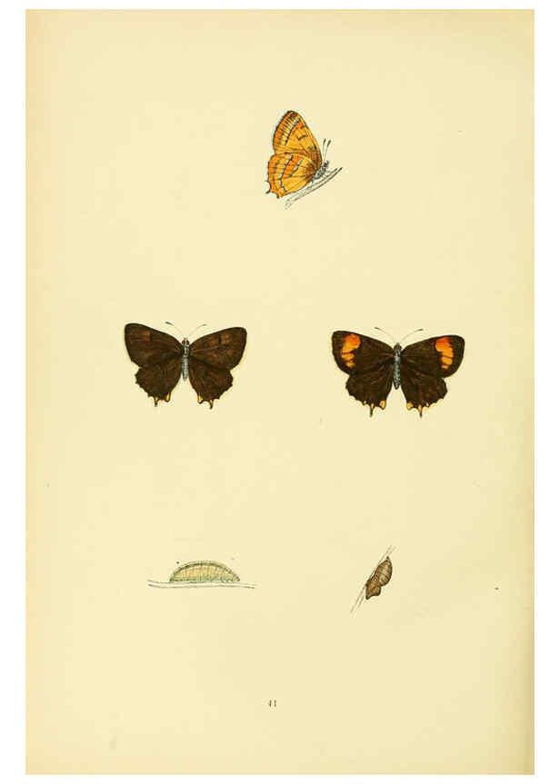 Reproducción/Reproduction 6073612064: A history of British butterflies London :John C. Nimmo,1890