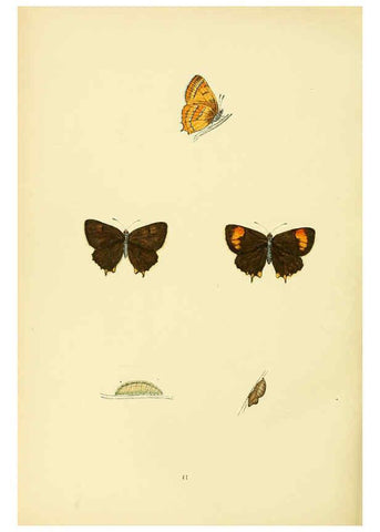 Reproducción/Reproduction 6073612064: A history of British butterflies London :John C. Nimmo,1890