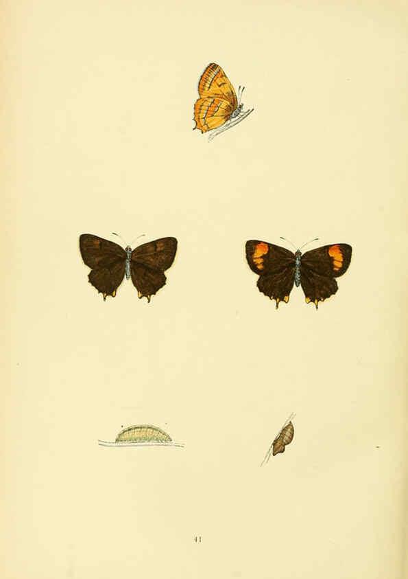 Reproducción/Reproduction 6073612064: A history of British butterflies London :John C. Nimmo,1890