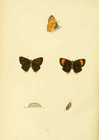 Reproducción/Reproduction 6073612064: A history of British butterflies London :John C. Nimmo,1890