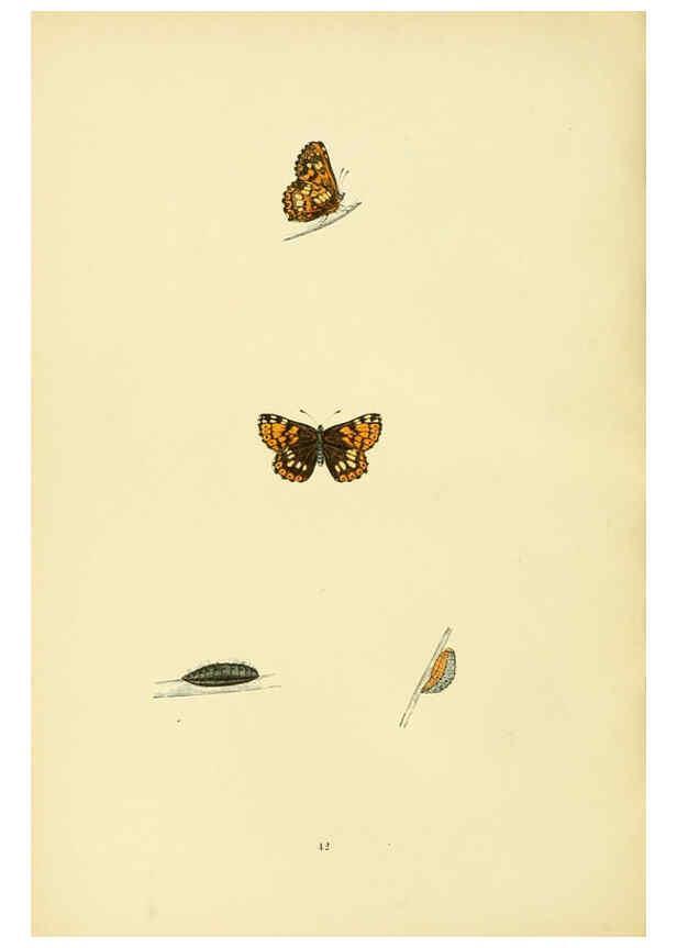 Reproducción/Reproduction 6073612356: A history of British butterflies London :John C. Nimmo,1890