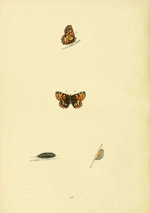 Reproducción/Reproduction 6073612356: A history of British butterflies London :John C. Nimmo,1890