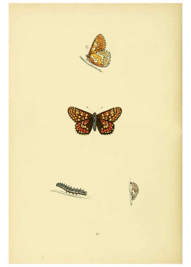 Reproducción/Reproduction 6073612680: A history of British butterflies London :John C. Nimmo,1890