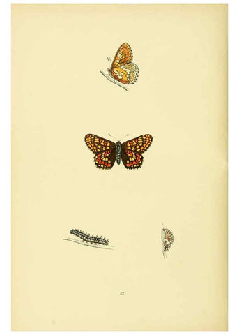 Reproducción/Reproduction 6073612680: A history of British butterflies London :John C. Nimmo,1890