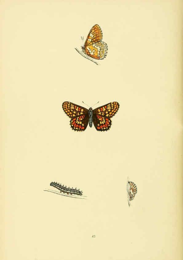 Reproducción/Reproduction 6073612680: A history of British butterflies London :John C. Nimmo,1890