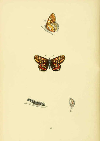 Reproducción/Reproduction 6073612680: A history of British butterflies London :John C. Nimmo,1890