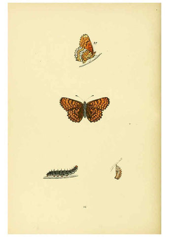 Reproducción/Reproduction 6073612894: A history of British butterflies London :John C. Nimmo,1890