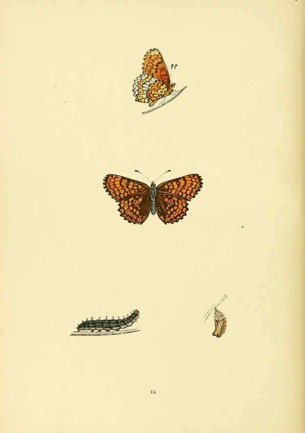 Reproducción/Reproduction 6073612894: A history of British butterflies London :John C. Nimmo,1890