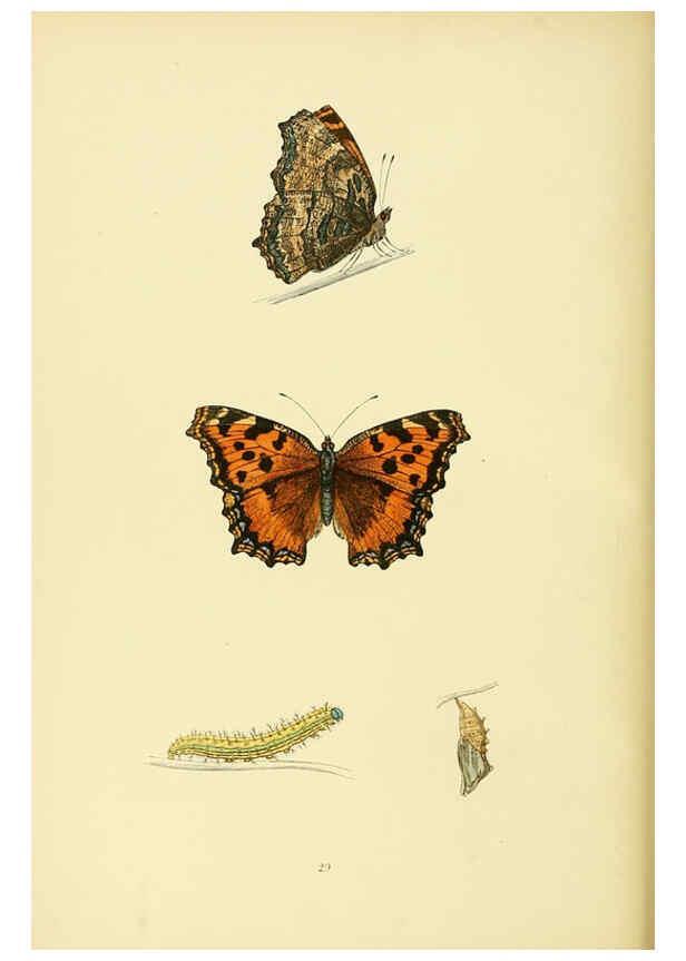 Reproducción/Reproduction 6073068125: A history of British butterflies London :John C. Nimmo,1890