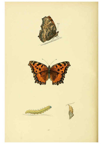 Reproducción/Reproduction 6073068125: A history of British butterflies London :John C. Nimmo,1890