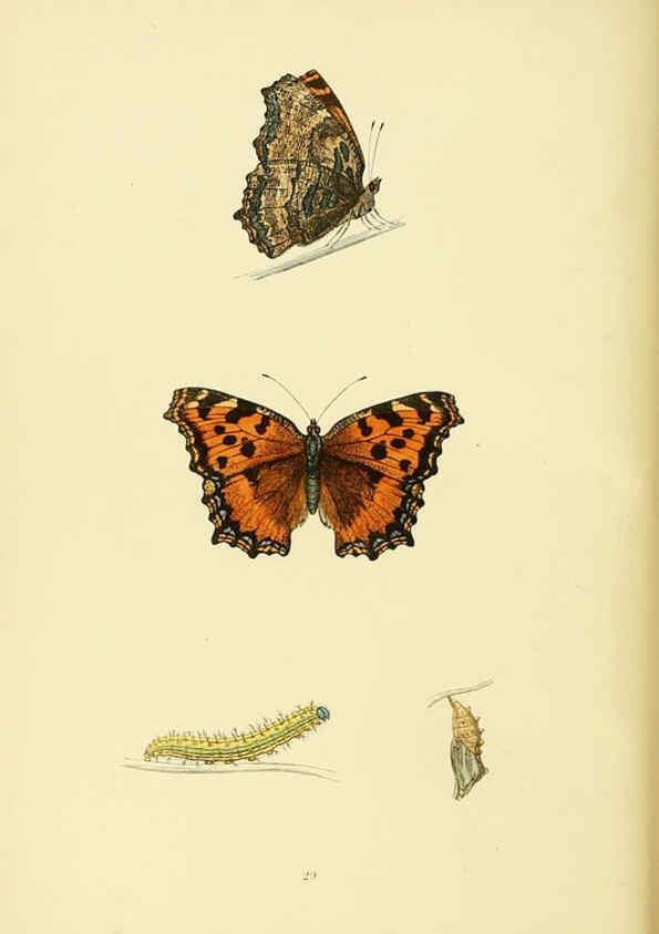 Reproducción/Reproduction 6073068125: A history of British butterflies London :John C. Nimmo,1890