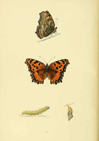 Reproducción/Reproduction 6073068125: A history of British butterflies London :John C. Nimmo,1890