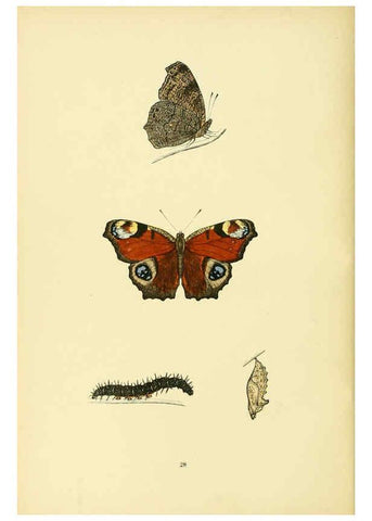 Reproducción/Reproduction 6073067789: A history of British butterflies London :John C. Nimmo,1890