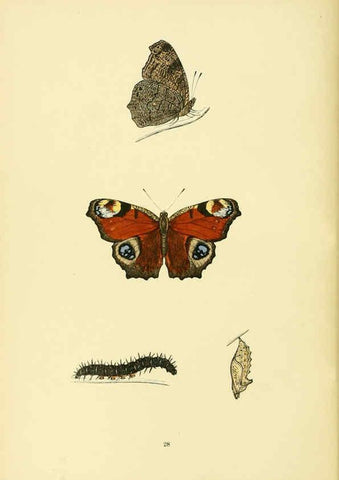 Reproducción/Reproduction 6073067789: A history of British butterflies London :John C. Nimmo,1890