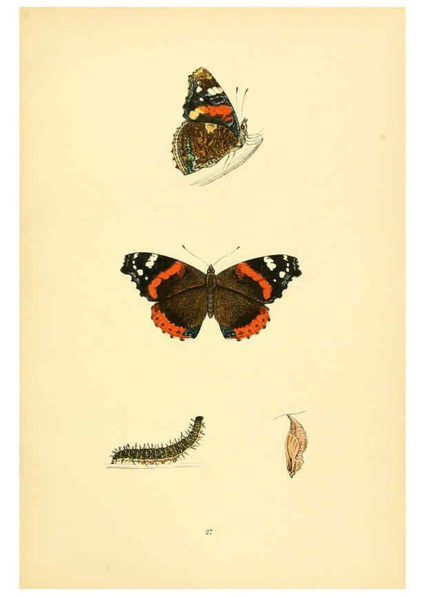 Reproducción/Reproduction 6073608048: A history of British butterflies London :John C. Nimmo,1890