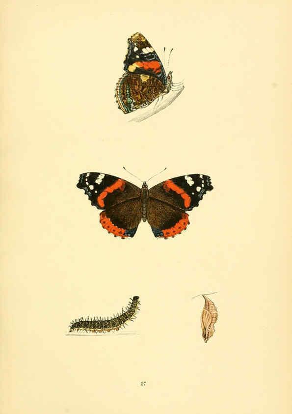 Reproducción/Reproduction 6073608048: A history of British butterflies London :John C. Nimmo,1890