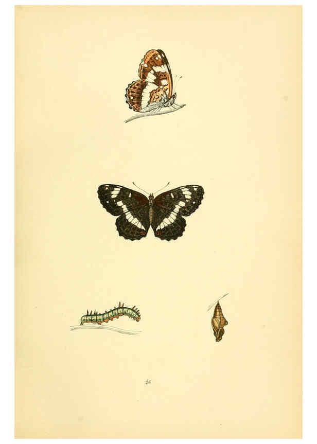 Reproducción/Reproduction 6073607738: A history of British butterflies London :John C. Nimmo,1890