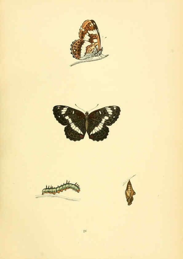 Reproducción/Reproduction 6073607738: A history of British butterflies London :John C. Nimmo,1890