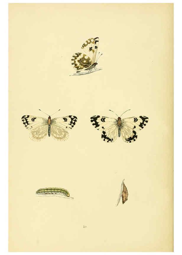 Reproducción/Reproduction 6073062039: A history of British butterflies London :John C. Nimmo,1890