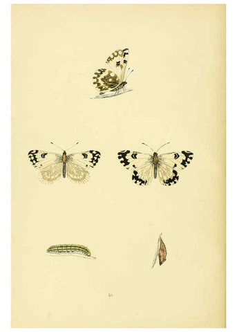 Reproducción/Reproduction 6073062039: A history of British butterflies London :John C. Nimmo,1890