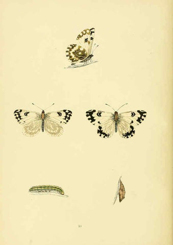 Reproducción/Reproduction 6073062039: A history of British butterflies London :John C. Nimmo,1890