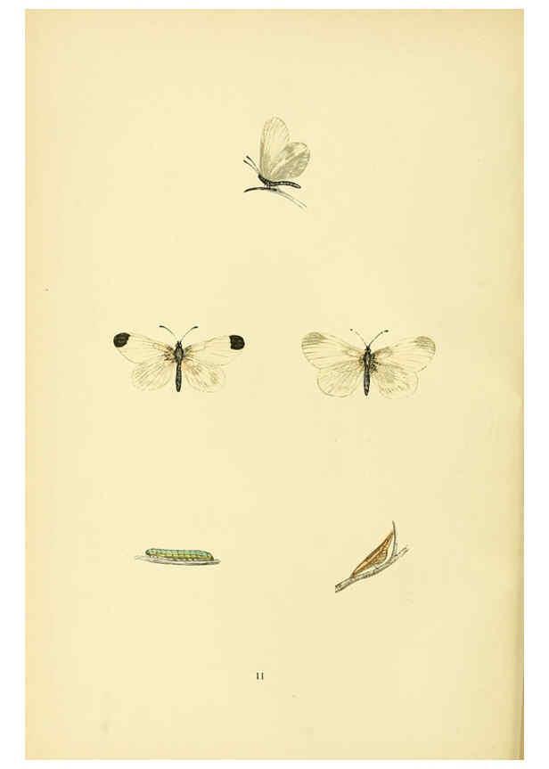 Reproducción/Reproduction 6073062363: A history of British butterflies London :John C. Nimmo,1890