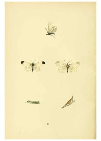 Reproducción/Reproduction 6073062363: A history of British butterflies London :John C. Nimmo,1890