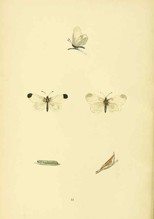 Reproducción/Reproduction 6073062363: A history of British butterflies London :John C. Nimmo,1890