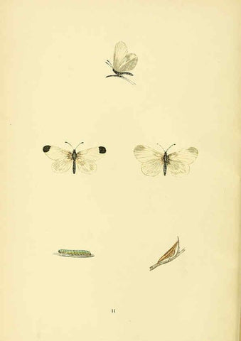Reproducción/Reproduction 6073062363: A history of British butterflies London :John C. Nimmo,1890