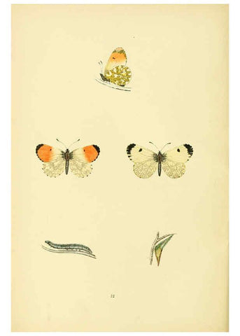 Reproducción/Reproduction 6073062639: A history of British butterflies London :John C. Nimmo,1890