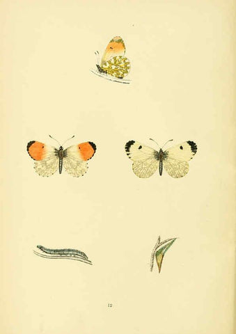 Reproducción/Reproduction 6073062639: A history of British butterflies London :John C. Nimmo,1890